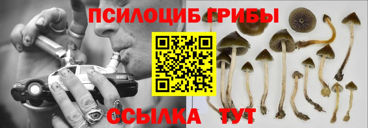 Псилоцибиновые грибы Cubensis Дагестанские Огни